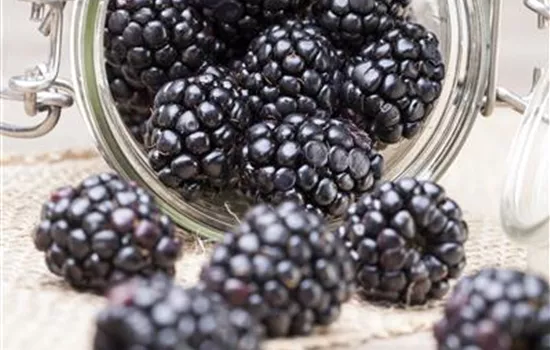 Rubus fruticosus Coolaris® Patio Black