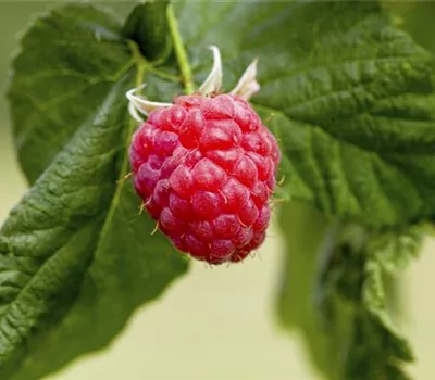 Rubus ideaus Summer Lovers® Patio Red