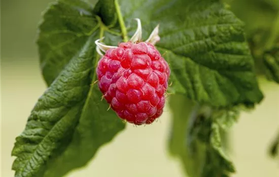 Rubus ideaus Summer Lovers® Patio Red