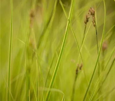 Carex brunnea Honeymoon 