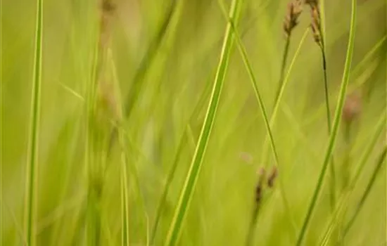 Carex brunnea Honeymoon  Carex brunnea Honeymoon