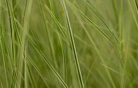 Carex brunnea Jubilo  Carex brunnea Jubilo