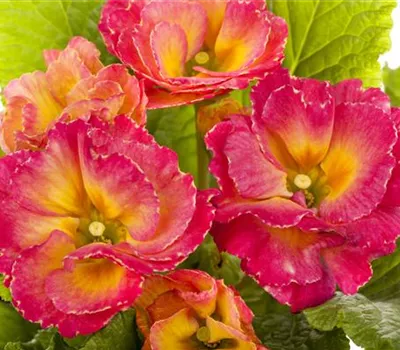 Primula vulgaris 'Girls Delight'®