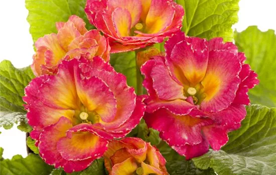 Primula vulgaris 'Girls Delight'® Primula vulgaris 'Girls Delight'®