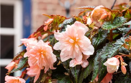 Hängebegonie BELLECONIA™ 'Soft Orange'