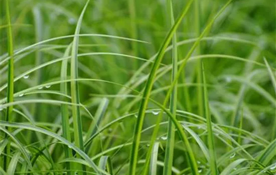 Grasartiger Garten-Kalmus 'Ogon'