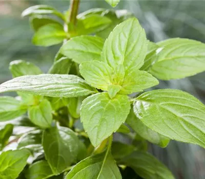 Garten-Basilikum 'Magic White'