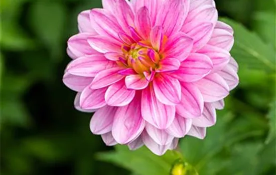 Dahlie 'Lubega® Special Rose Eye'