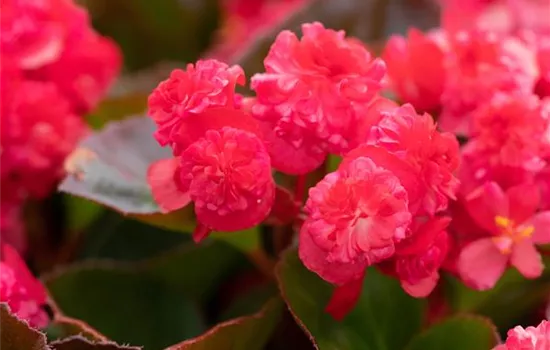 Begonie Paso Doble®