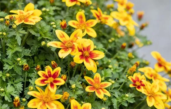 Goldmarie 'Bidy Boom Red Eye'