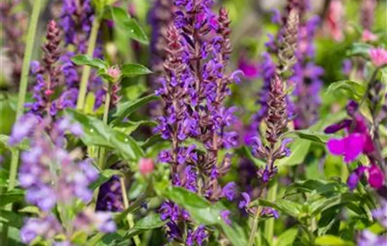 Garten-Blüten-Salbei 'Blue Bouquetta'®