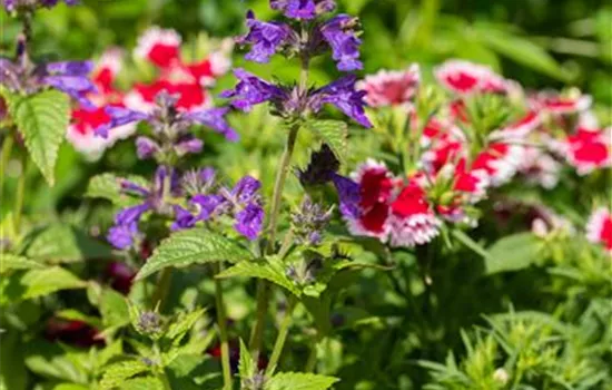 Ziersalbei ROCKIN 'Deep Purple' Ziersalbei ROCKIN 'Deep Purple'