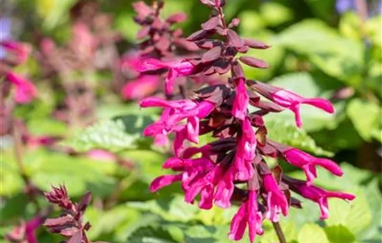 Ziersalbei ROCKIN 'Fuchsia' Ziersalbei ROCKIN 'Fuchsia'