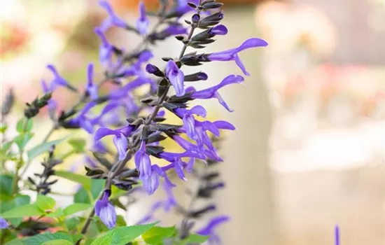 Ziersalbei ROCKIN 'Sky Blue'