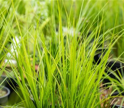 Garten-Segge 'Bright Green'