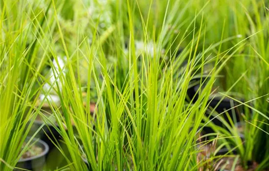 Garten-Segge 'Bright Green' Garten-Segge 'Bright Green'