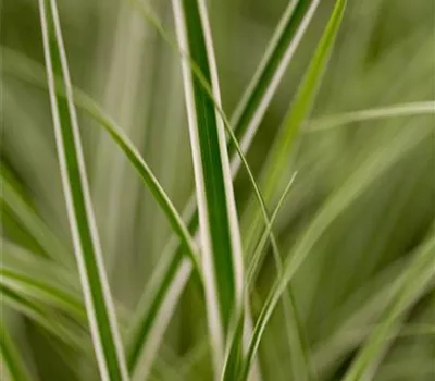 Garten-Vogelfuß-Segge 'Everest'®