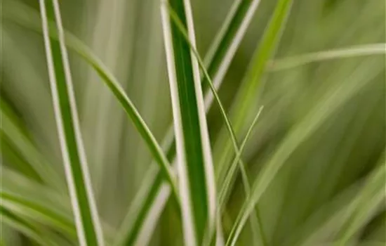 Garten-Vogelfuß-Segge 'Everest'® Garten-Vogelfuß-Segge 'Everest'®