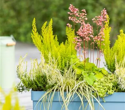 Gartensegge 'Eversheen'