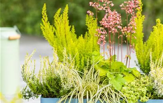 Gartensegge 'Eversheen' Gartensegge 'Eversheen'