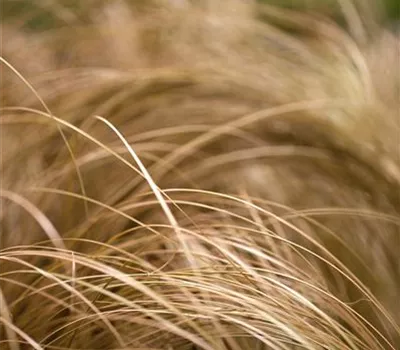 Bräunliche Garten-Segge 'Bronze Form'