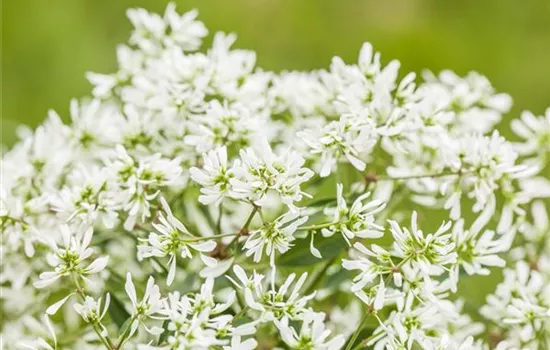 Zauberschnee™ 'Diamond Frost'(s) Zauberschnee™ 'Diamond Frost'(s)