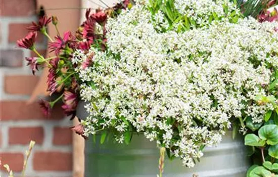 Zauberschnee™ 'Diamond Star'(s) Zauberschnee™ 'Diamond Star'(s)