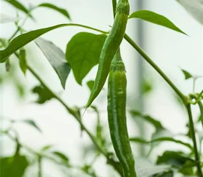 Peperoni 'De Cayenne'