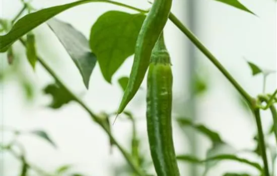 Peperoni 'De Cayenne'