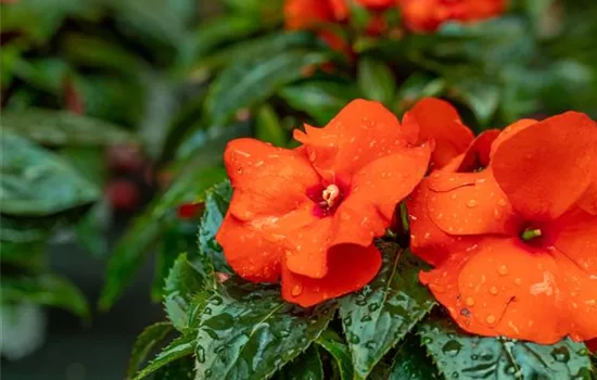 Sonnenlieschen PARADISE™ Sonnenlieschen PARADISE™