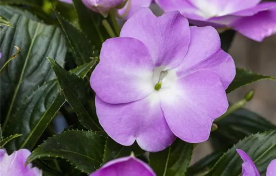 Sonnenlieschen PARADISE™ 'Yoco'