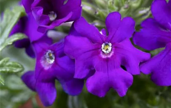 Verbene 'Vepita Blue Violet' Verbene 'Vepita Blue Violet'