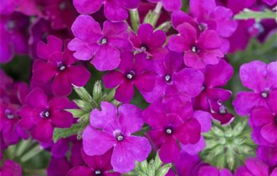 Verbene Vepita™ 'Dark Magenta' Verbene Vepita™ 'Dark Magenta'
