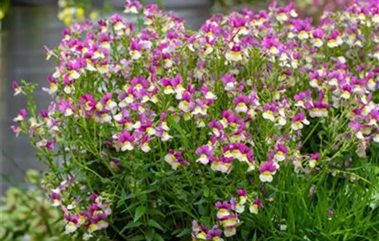 Elfenspiegel Fairy Kisses™ 'Vanilla Berry'