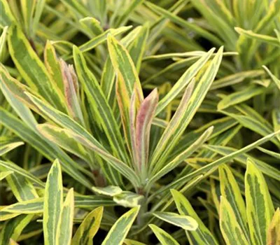 Garten-Wolfsmilch 'Ascot Rainbow'