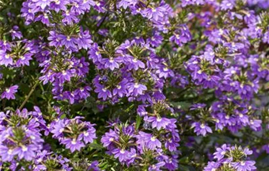 Fächerblume 'Blue Haze™' Fächerblume 'Blue Haze™'