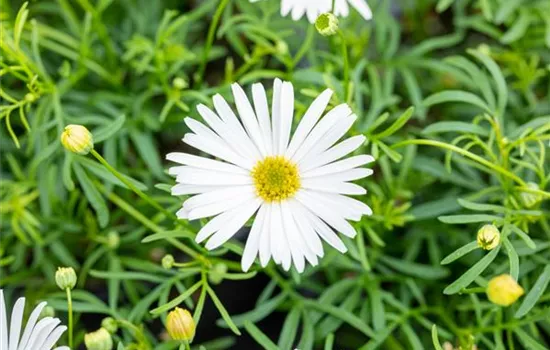 Blaues Gänseblümchen 'Surdaisy White'