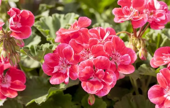 Zonal-Pelargonie Savannah® TexMex® 'Fire' Zonal-Pelargonie Savannah® TexMex® 'Fire'