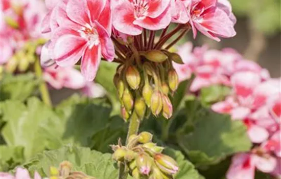 Zonal-Pelargonie Savannah® 'Pink Mega Splash' Zonal-Pelargonie Savannah® 'Pink Mega Splash'