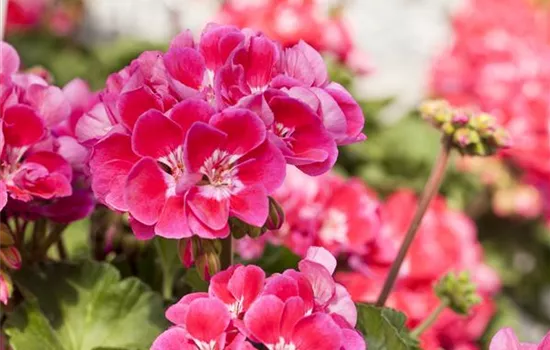 Zonal-Pelargonie Savannah® TexMex® 'Hot Pink' Zonal-Pelargonie Savannah® TexMex® 'Hot Pink'