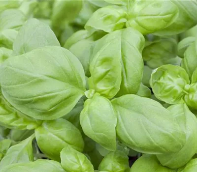 Basilikum