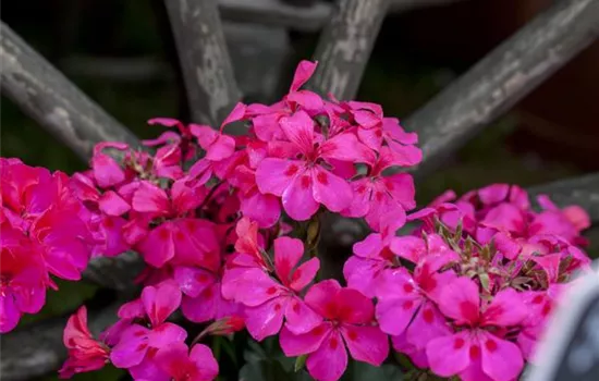 Hängegeranie 'Rainbow Neon' Hängegeranie 'Rainbow Neon'