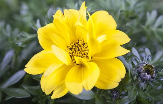 Zweizahn 'Tweety'(s) Zweizahn 'Tweety'(s)