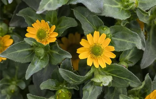 Husarenknopf Powerbini(s)