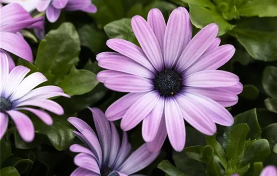 Kapkörbchen 'Margarita Lilac' Kapkörbchen 'Margarita Lilac'