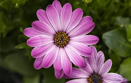 Kapkörbchen 'Margarita Pink Flare' Kapkörbchen 'Margarita Pink Flare'