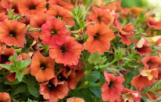 Petchoe BEAUTICAL™ 'Bordeaux'