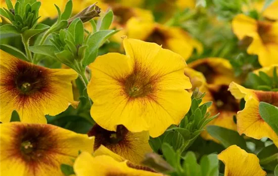 Petchoe BEAUTICAL™ 'Caramell'