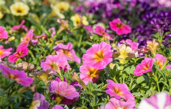 Petchoe BEAUTICAL™ 'Sunray Pink'