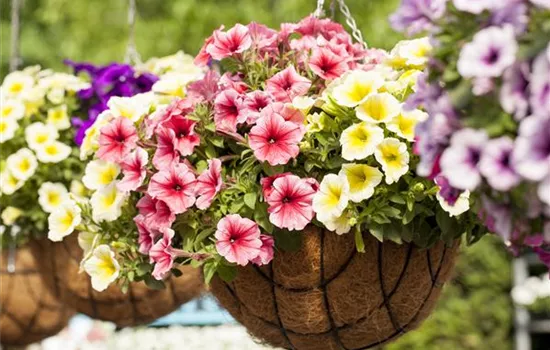 Petunie 'Potunia'® Petunie 'Potunia'®
